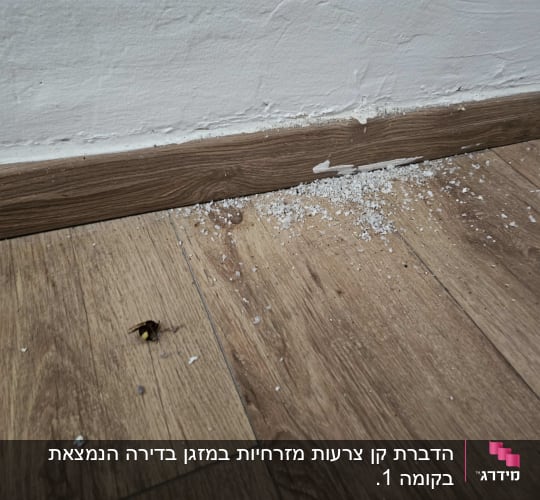 חרק מת על רצפה ליד קיר עם שאריות חומר הדברה